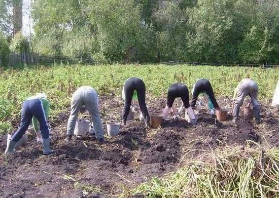 Весной от цен на лук “плакали”, теперь за картошку втридорога платим