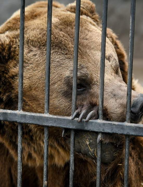 Санаторий для раненых львов