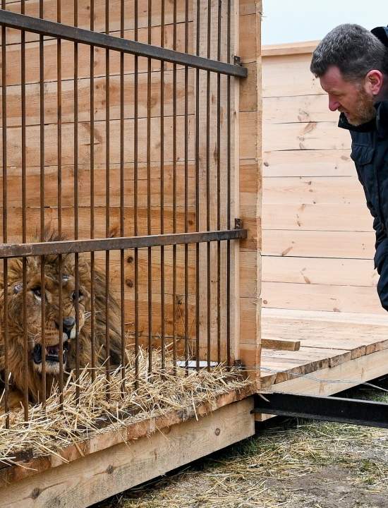 Санаторий для раненых львов