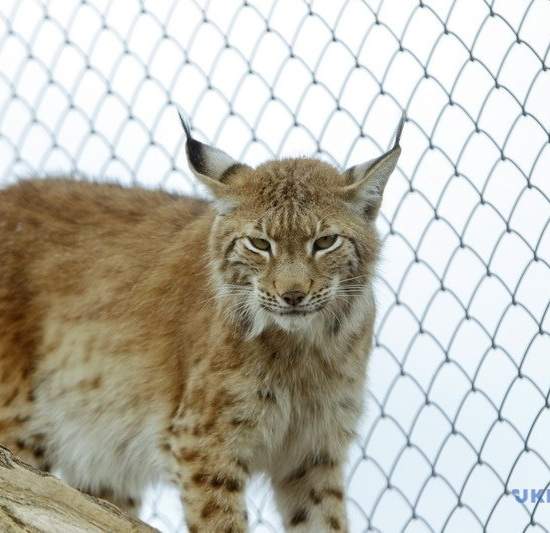 Парк Беремицкое на Черниговщине восстанавливает первозданную природу V-X веков