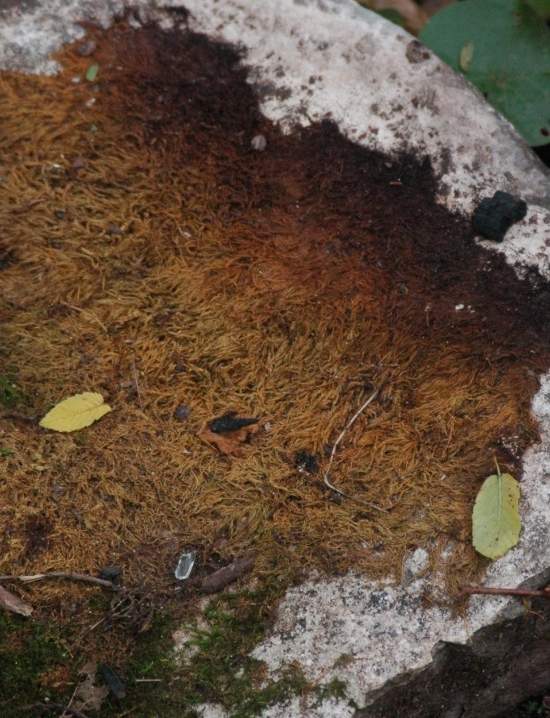 Невероятный мир Русиловских водопадов