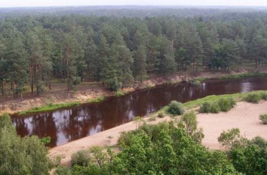 Украинская тайга на житомирском Полесье