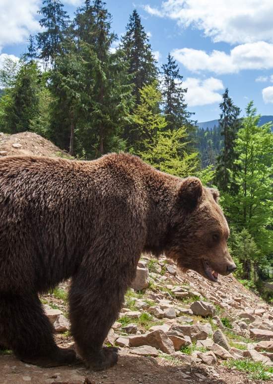 Нацпарки вблизи: Закарпатский Синевир